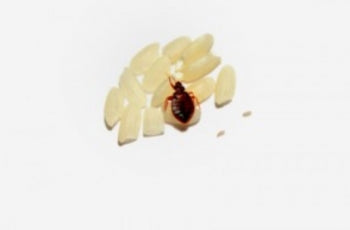 Bed Bugs are an age old problem. Find some answers here